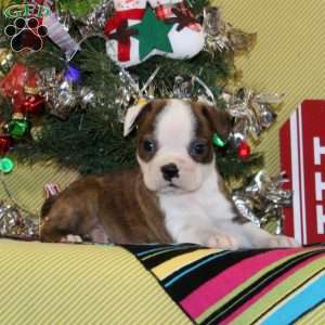 Frankincense, Boston Terrier Puppy